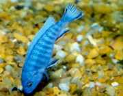 Pseudotropheus socolofi Blaues Cichlid