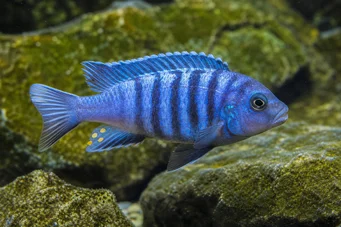 Pseudotropheus tropheops Gelb