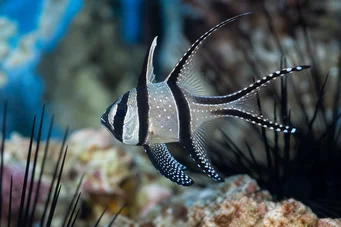 Pterapogon kauderni