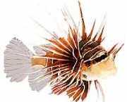 Pterois radiata Strahlungspunktfische