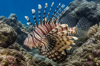 Pterois sphex Hawaii Pterois