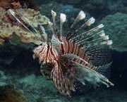 Pterois volitans Fisch erzielen
