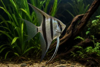 Pterophyllum scalare (Skalar)