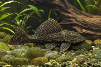 Pterygoplichthys anisitsi (Schnee Pleco)
