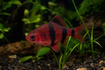 Puntius nigrofasciatus