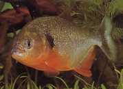 Pygocentrus caribe Skapulär Sparanha