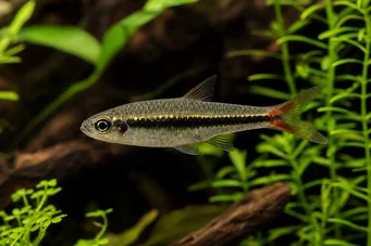 Rasbora borapetensis Rot -tailed