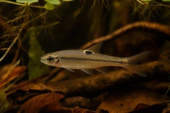 Rasbora dorsiocellata Rasbora in Ocelle