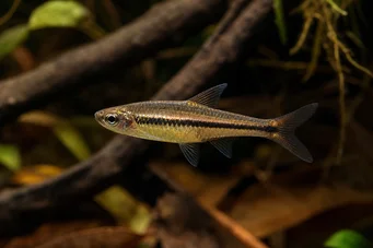 Rasbora einthoveni Rasbora Einhoveni