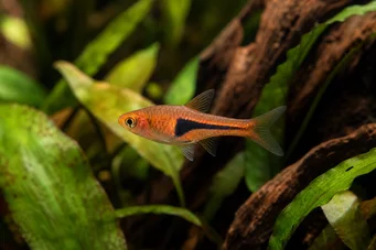 Rasbora espei