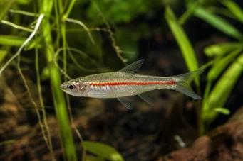 Rasbora pauciperforata (Rote Linie Rasbora)