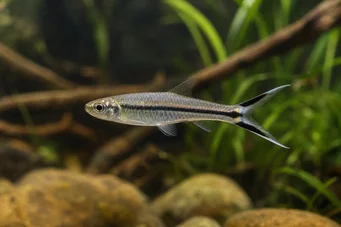 Rasbora trilineata Rasbora Schere