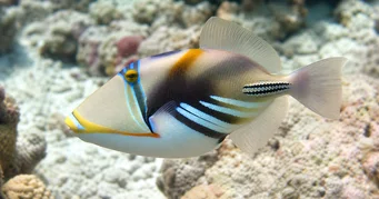 Rhinecanthus aculeatus Ballisten-Picasso