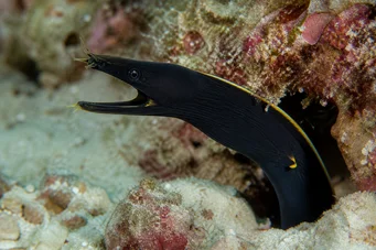Rhinomuraena quaesita noir (Schwarze Bandwand)