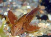 Rineloricaria sp rouge Rinelorikarie rot