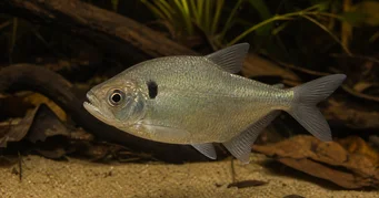 Roeboides descalvadensis Buckel, Kopf am Ende des Descalvado