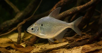 Roeboides meeki Glas Tetra