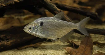 Roeboides paranensis Buckel, Kopf am Boden von Paraguay