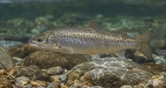 Salmo magradus Marmorforelle