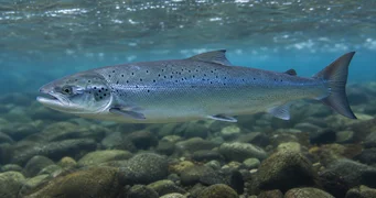 Salmo salar Atlantischer Lachs
