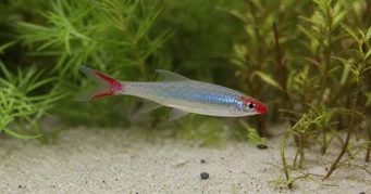 Sawbwa resplendens SAWBWA REPLENDENS