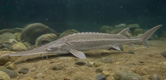 Scaphirhynchus platorhynchus Plattform Stör