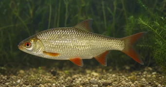Scardinius erythrophthalmus Rotgle