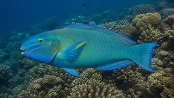 Scarus ghobban Holzfisch