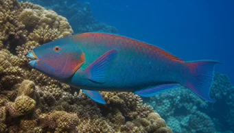 Scarus rubroviolaceus Wiese