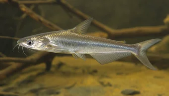 Schilbe intermedius Silberwels