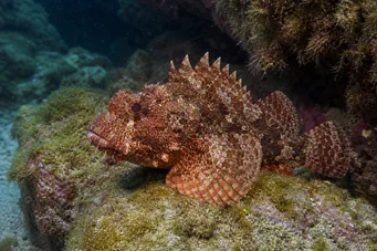 Scorpaena Schlingel