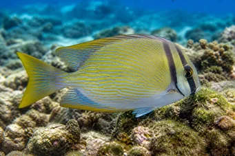 Siganus virgatus Amphacanth gelegt