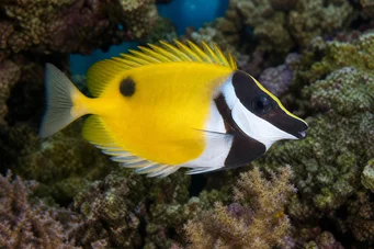 Siganus vulpinus Runo- oder Fischfischfisch