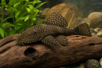 Silure ancistrus Alt