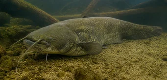 Silurus glanis Glanes Wels / große Wels