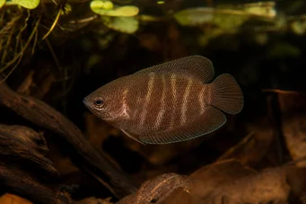 Sphaerichthys osphromenoides Schokoladen -Gourami