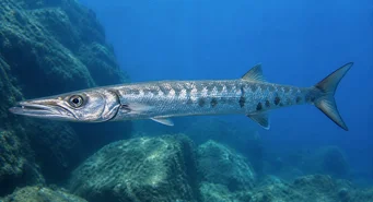 Sphyraena sphyraena Sea Pike