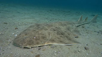 Squatina squatina Seegel