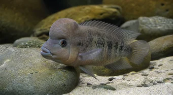 Steatocranus casuarius