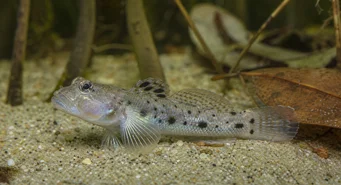 Stigmatogobius sadanundio Gobie entdeckt