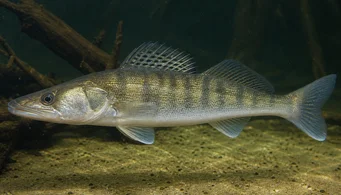 Stizostedion lucioperca