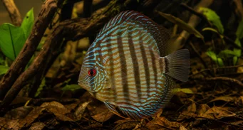 Symphisodon aequifasciata Grüner Diskus