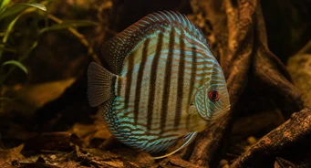 Symphysodon aequifasciata Diskus