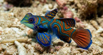 Synchiropus splendidus Mandarinfische