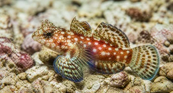 Synchiropus stellatus Sternmandarin -Fisch