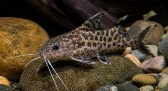 Synodontis contractus Synodeontiskontraktionen