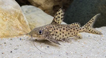 Synodontis multipunctatus Spotted Synodonte