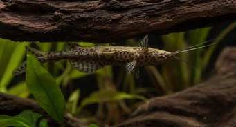 Synodontis nigriventris Synodeontis