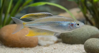 Telmatherina ladigesi Regenbogen des Berühmten