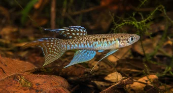 Terranatos dolichopterus Killie-Anangen